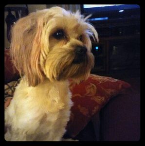 Meet your Posher, Natalie